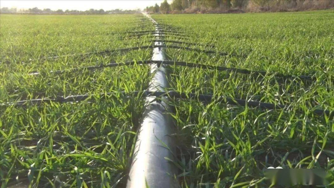 新冬22号滴灌高产栽培技术_防治_kg_冬小麦