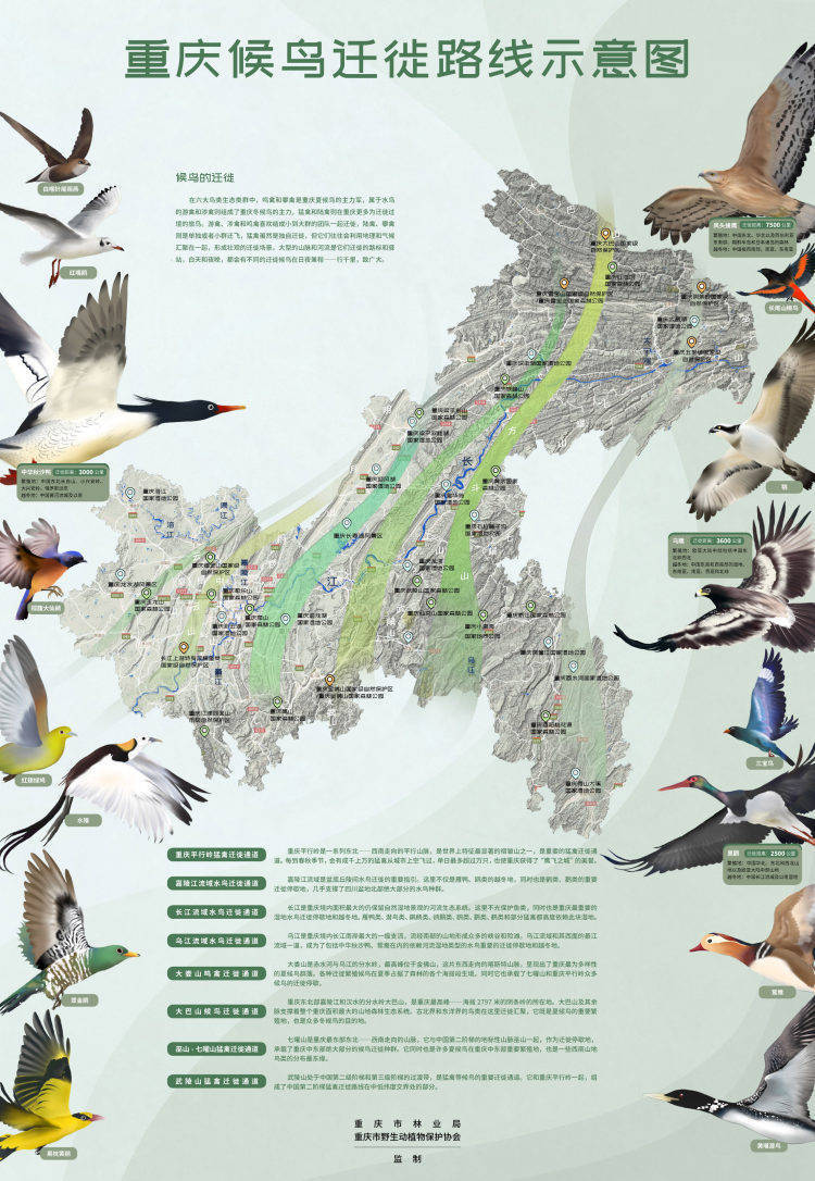 揭秘候鸟“迁徙档案” 重庆首次发布《重庆候鸟迁徙路线示意图》_搜狐网, image size:750x1086