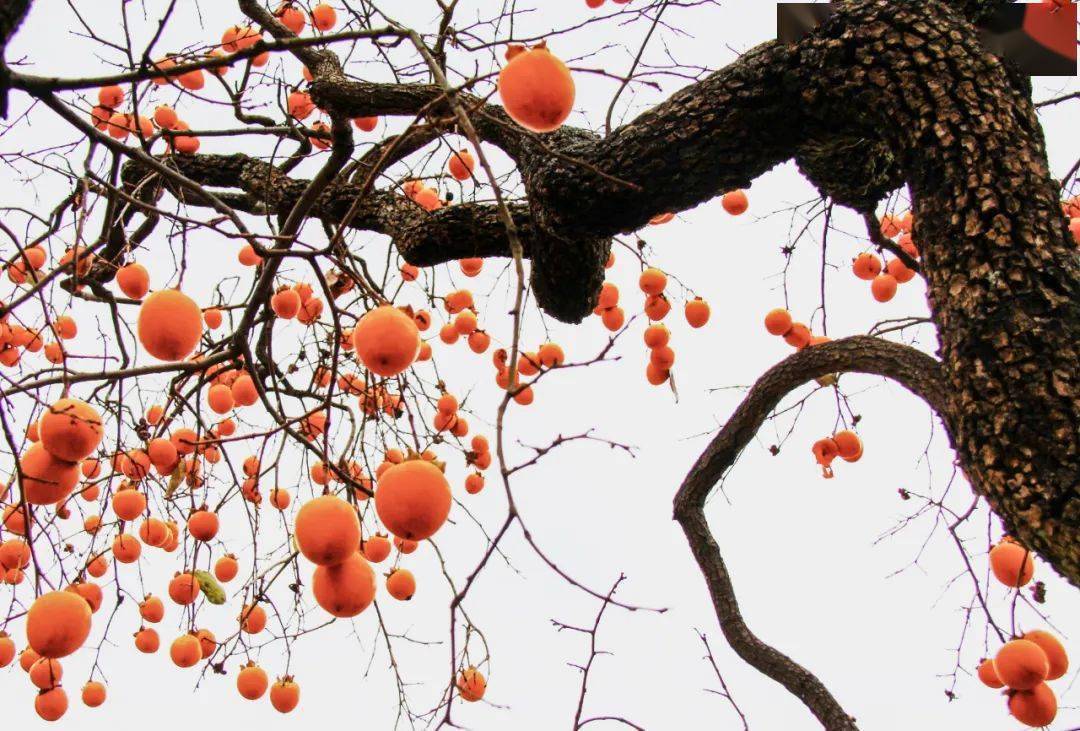 秋意起,好"柿"到!成县的柿子红了~_刘敏_武磊_王怡璇