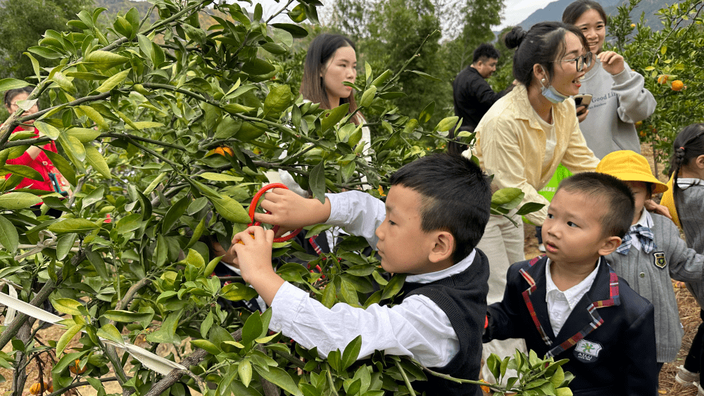瓯海特有"瓯美人"迎市民采摘_柑橘_游客_温州