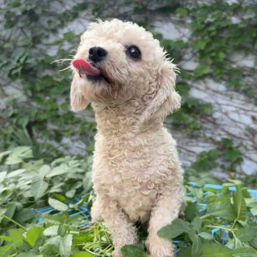 小卷毛讓她看起來像朵大棉花糖!