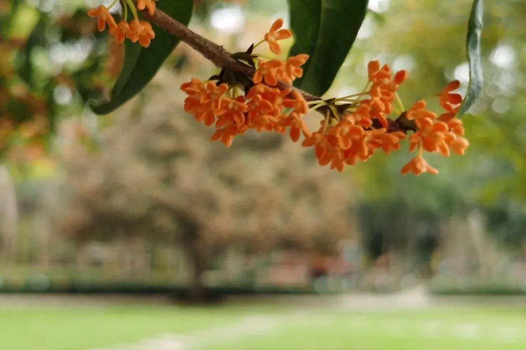 "上海的秋天"——七宝中学教工摄影展评活动_秋色_秋叶_孙浩俊