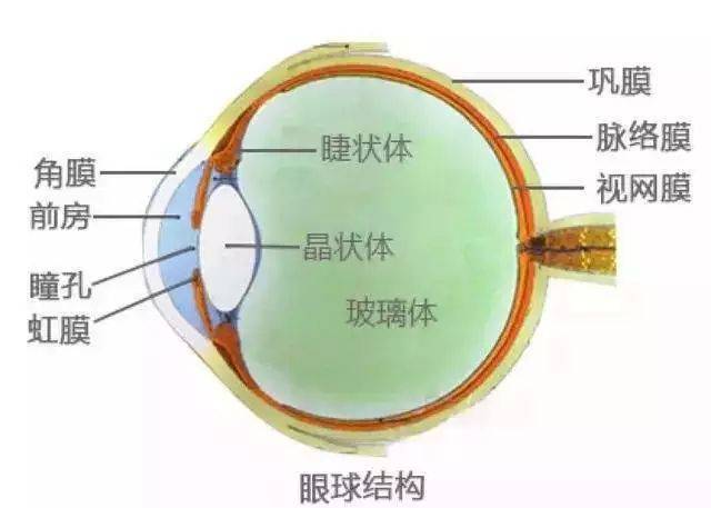 高度近视致使视网膜脱离？这样做好预防-QQ1000资源网