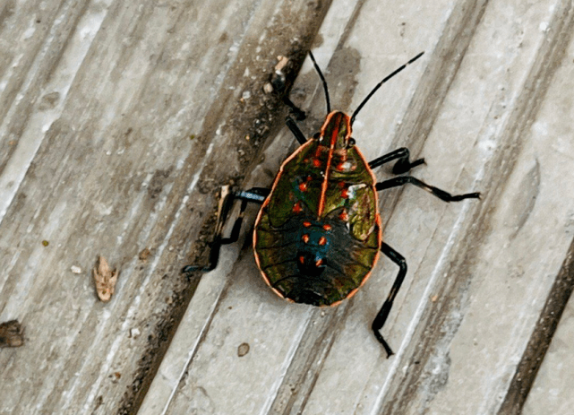 云南男子偶遇罕见鲜艳甲虫 五彩斑斓闪闪发亮美如荧光_昆明_科普_背部