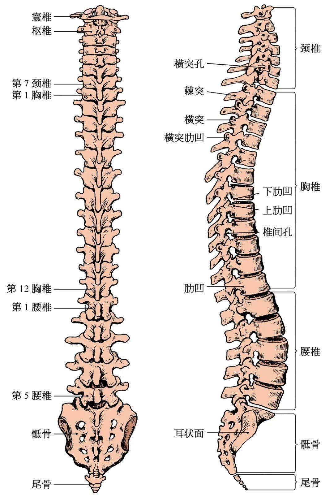 素颜出镜状态很真实