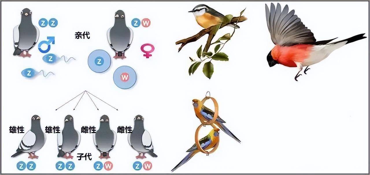 动物的性别究竟由什么决定?_zuri_avus_狮群