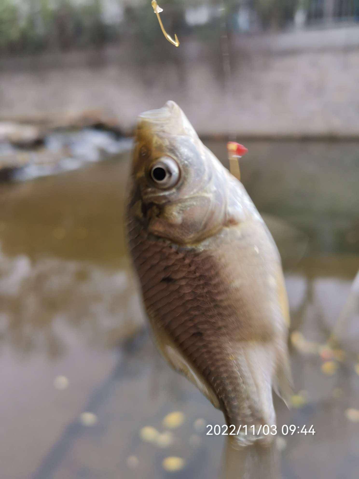 恶劣气温仍然坚守，鱼儿聚拢抢食暖人心