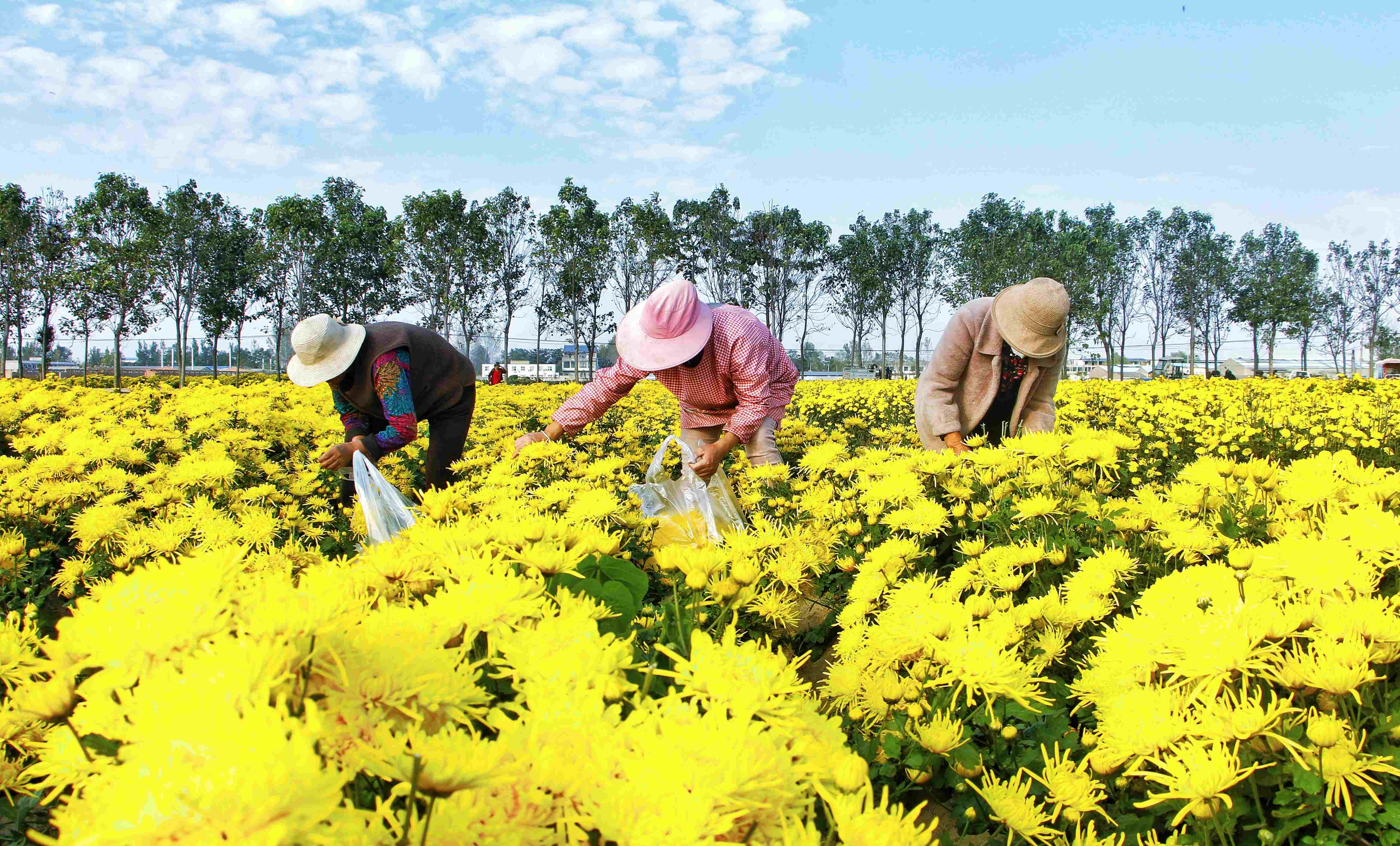 金丝皇菊开出致富路_柘城县_种植_门路