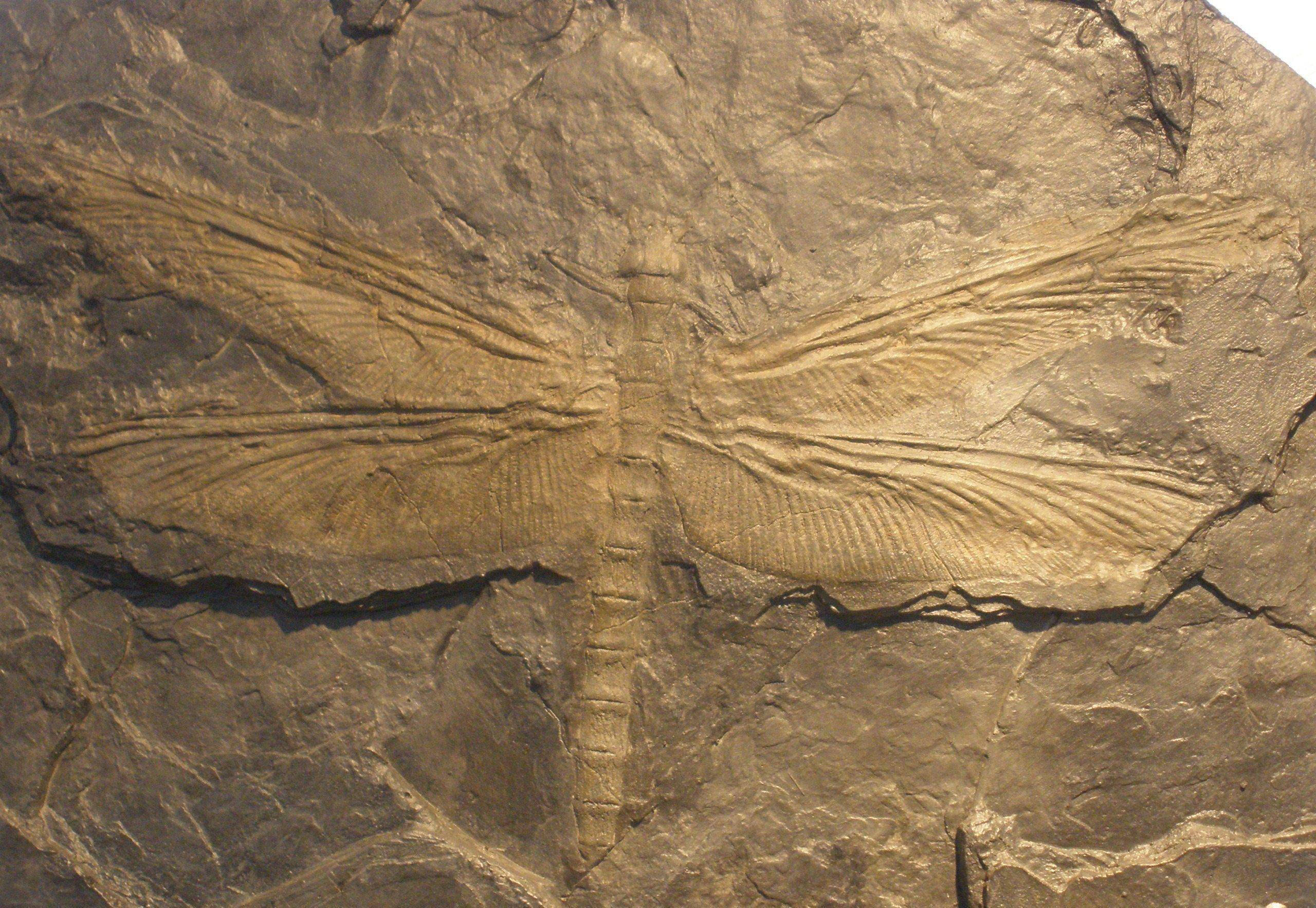 蜻蜓大得像老鹰!恐怖的"巨虫时代",因为什么而终结?_昆虫_体型_化石