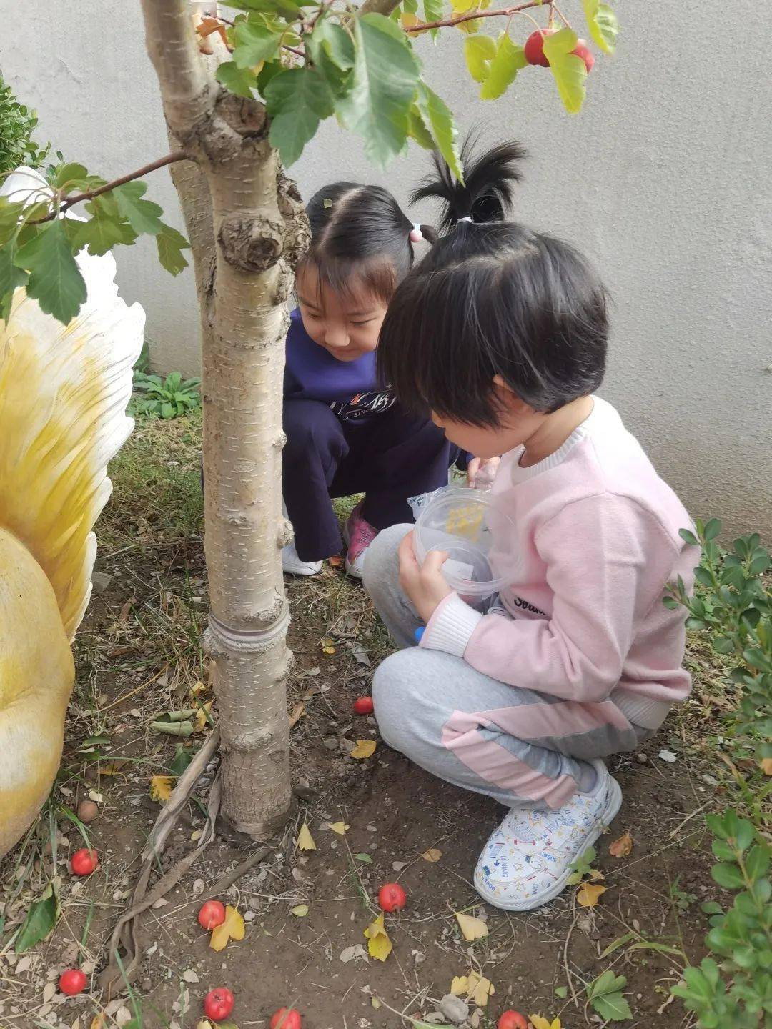 通州区幼儿园 | “山楂红了”---通州区幼儿园生活化劳动课程