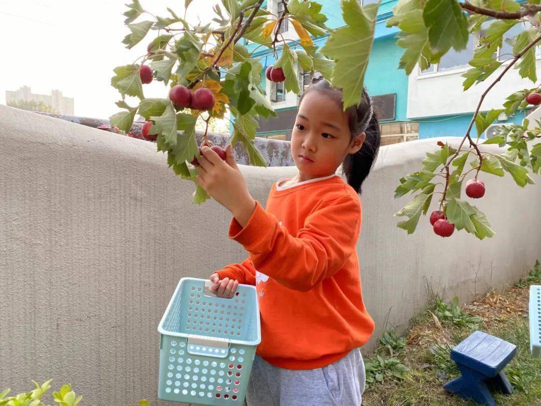 通州区幼儿园 | “山楂红了”---通州区幼儿园生活化劳动课程