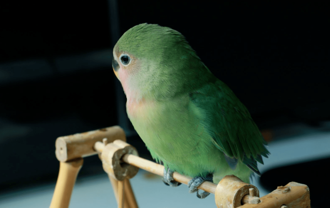 这身"草绿外衣"看了就喜人,这么漂亮的绿桃鹦鹉,你拒绝得了吗?