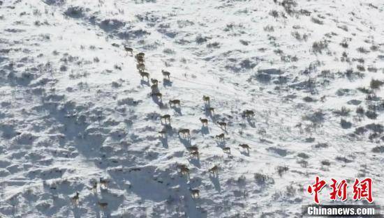 青海乌兰：近百只岩羊崖壁间跳跃觅食