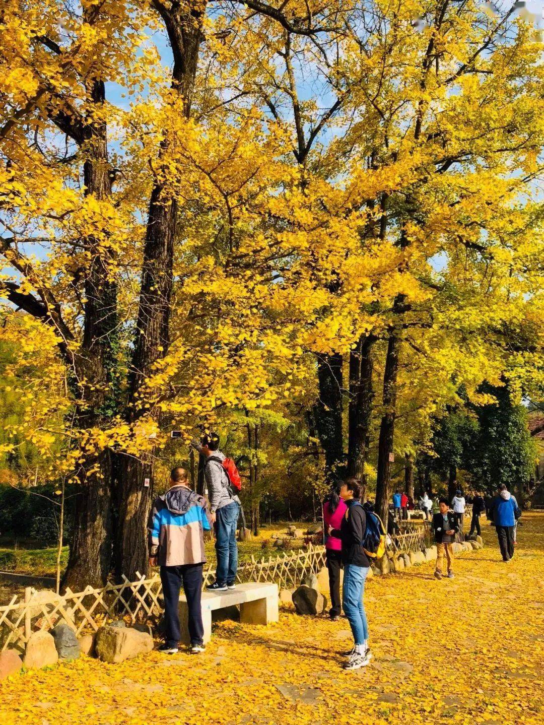 “扫黄季”‖11.10行摄富阳杨家村古银杏林，探小巧山奇迹