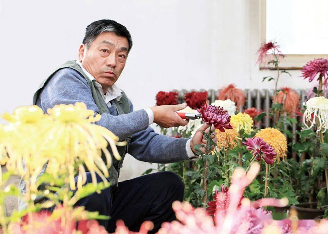 天津水上公园"中国菊艺大师"叶家良专访 |"工匠精神"专题_菊花_因为