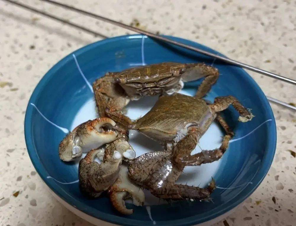 从他上传的图片看这种螃蟹体型较小,壳呈墨绿色壳上和腿部有黑色花纹