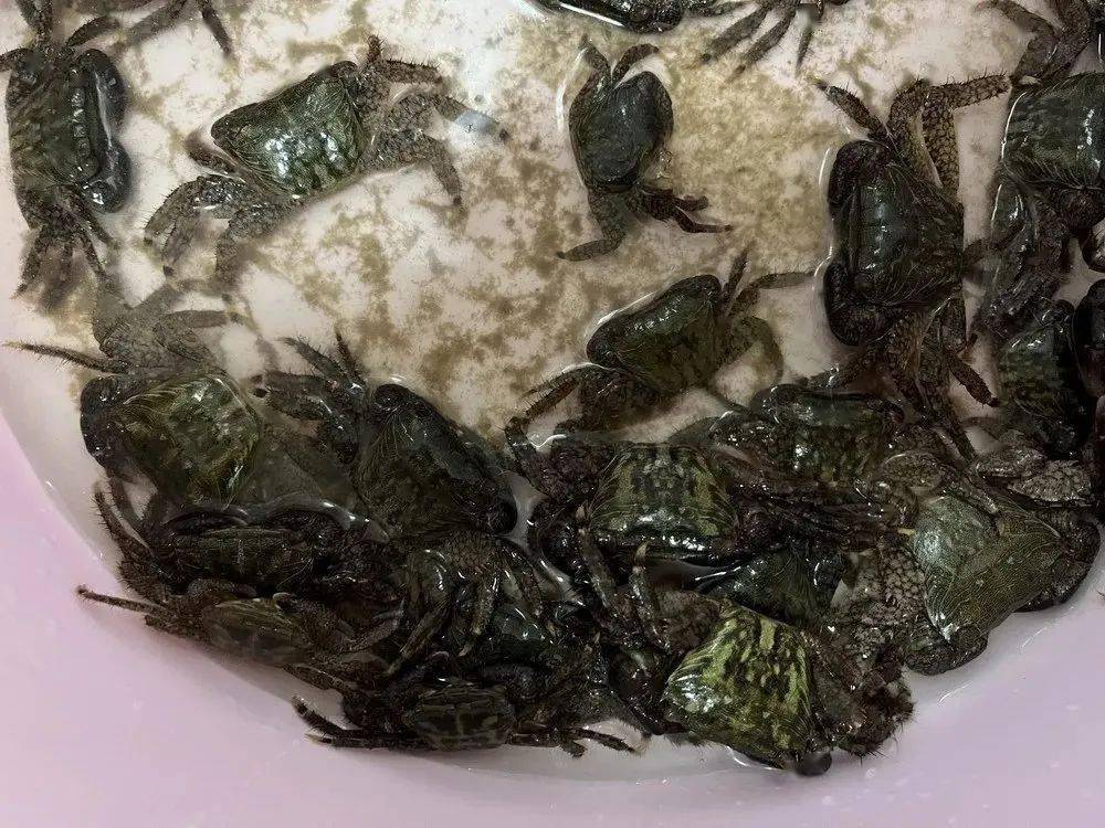 从他上传的图片看这种螃蟹体型较小,壳呈墨绿色壳上和腿部有黑色花纹