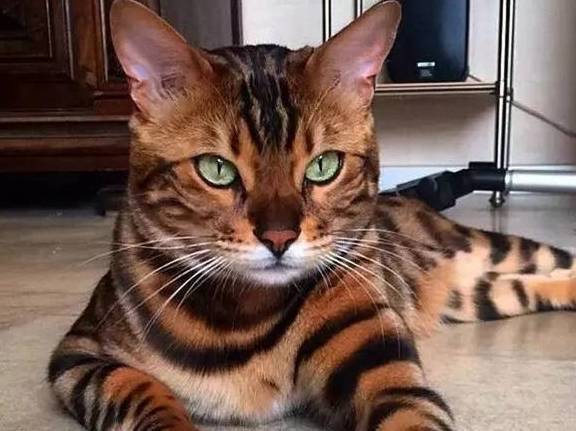 世界上最漂亮的29只猫