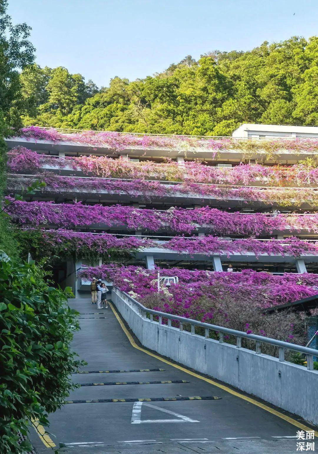 仙湖植物园最美停车场刷爆深圳人朋友圈