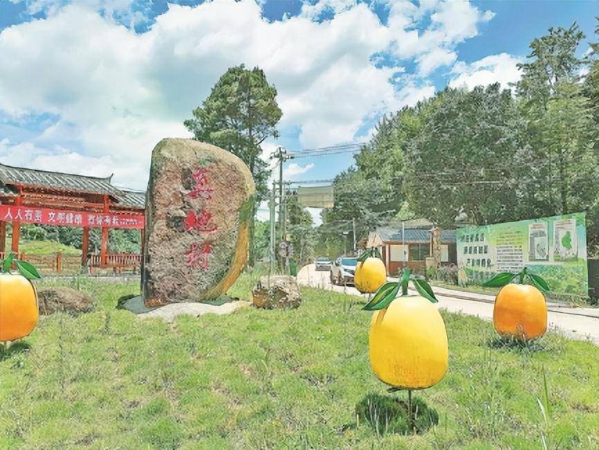 来自尤溪县管前镇真地村的报道_金柑_建设_乡村