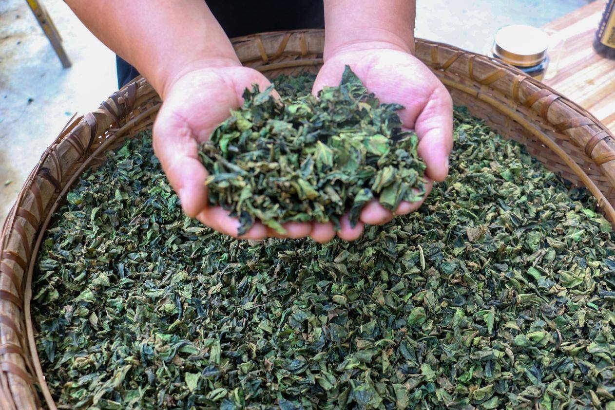 桑叶"炒"茶叶"炒"出增收致富好路子_桑茶_上官_渑池