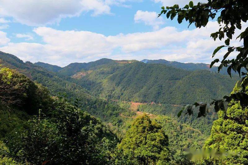 墨江景星凤凰山 雄浑壮阔茶飘香_凤凰窝_当地人_茶树