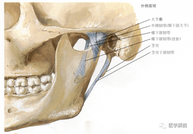 颞下颌关节的解剖,内附MR解剖图谱_运动_手册_消化系统