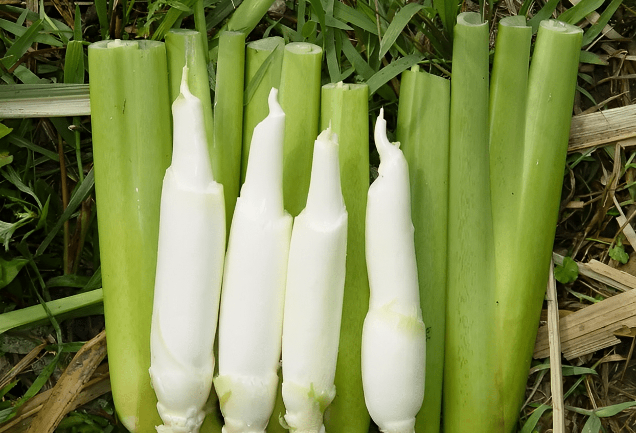 被古人視為美味,有