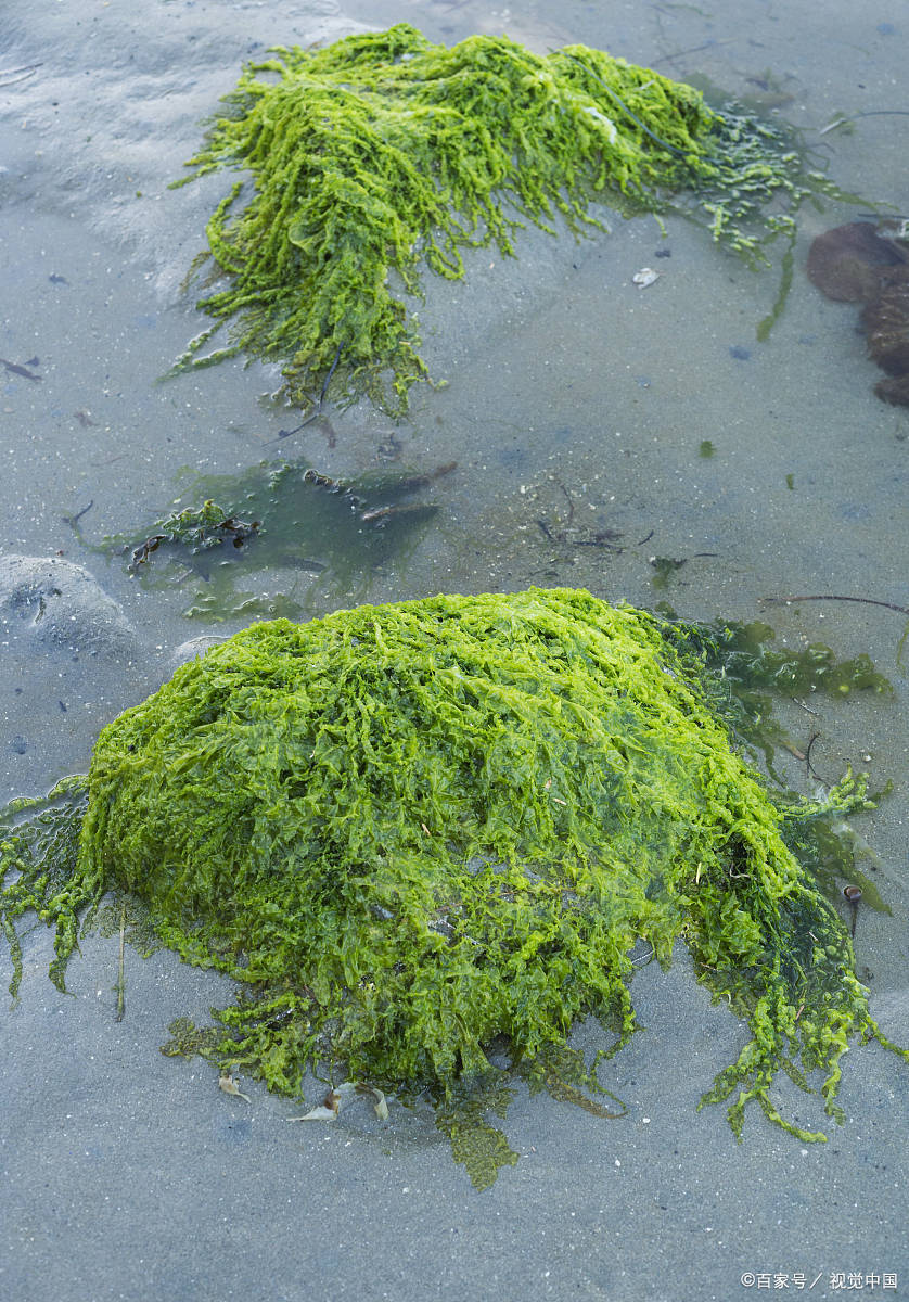 海藻的作用与功效图片