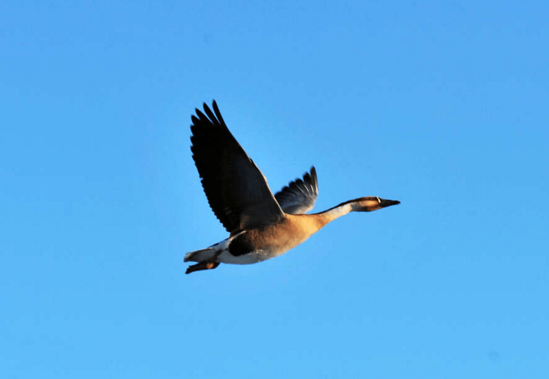 16岁少年见一对大雁殉情而死,落笔成文,写下无人超越的千古名篇_元好