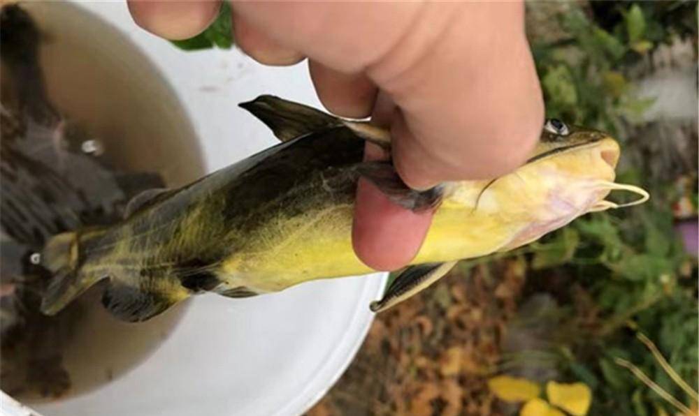 初冬釣黃鯰魚是用蚯蚓還是紅蚯蚓?