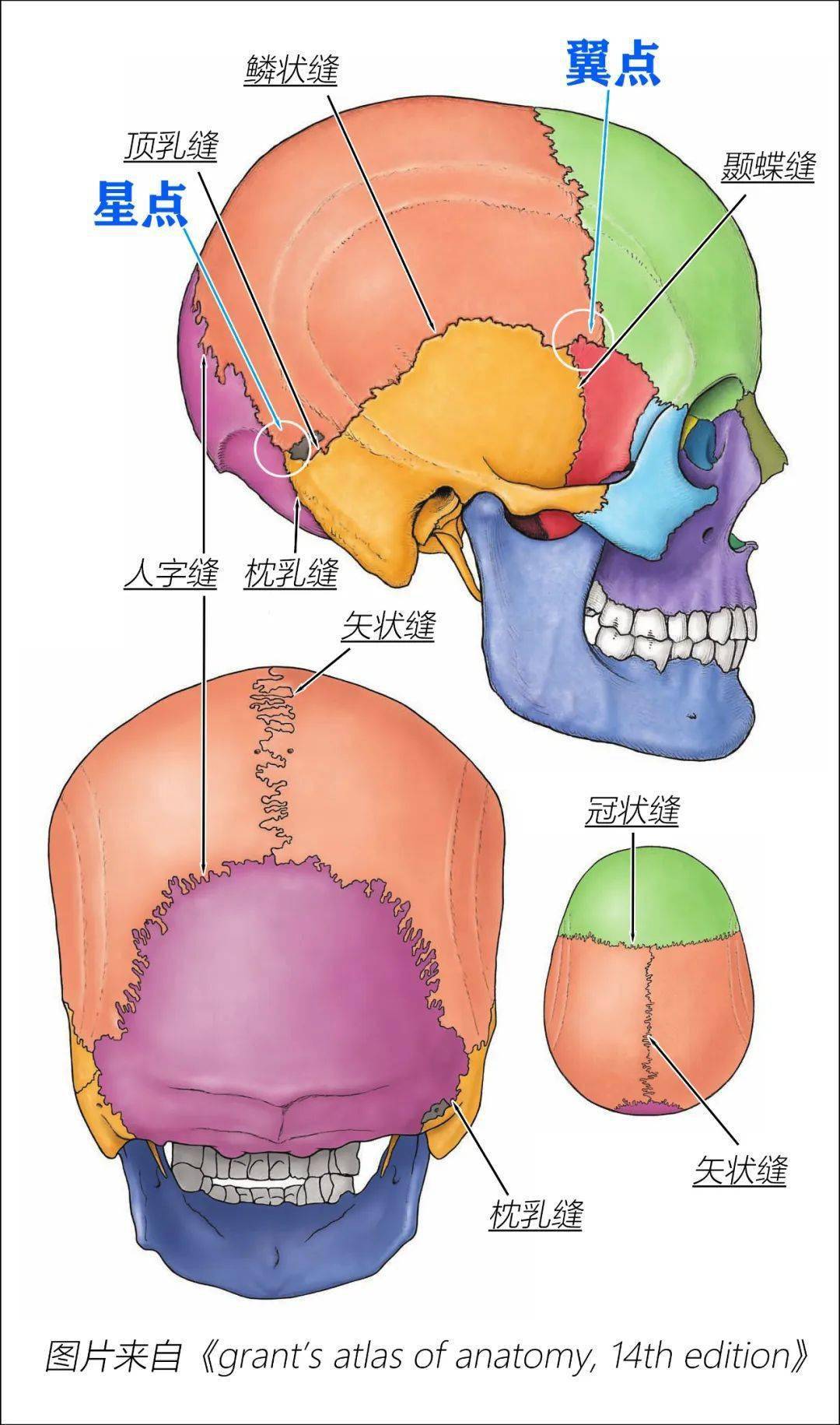 颌面部各骨骼结构图解_bone_of_颅骨