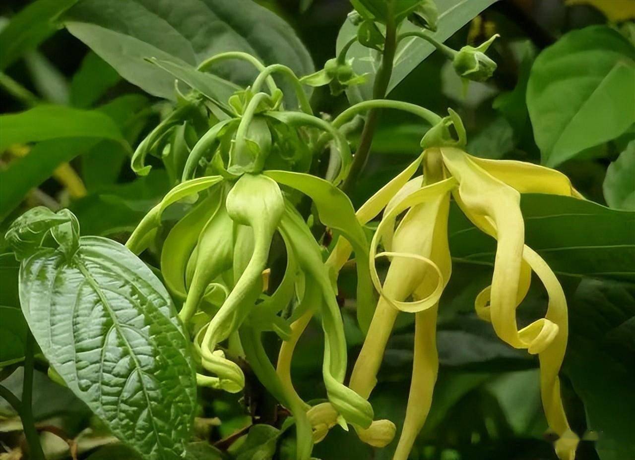 常见藤本植物图片