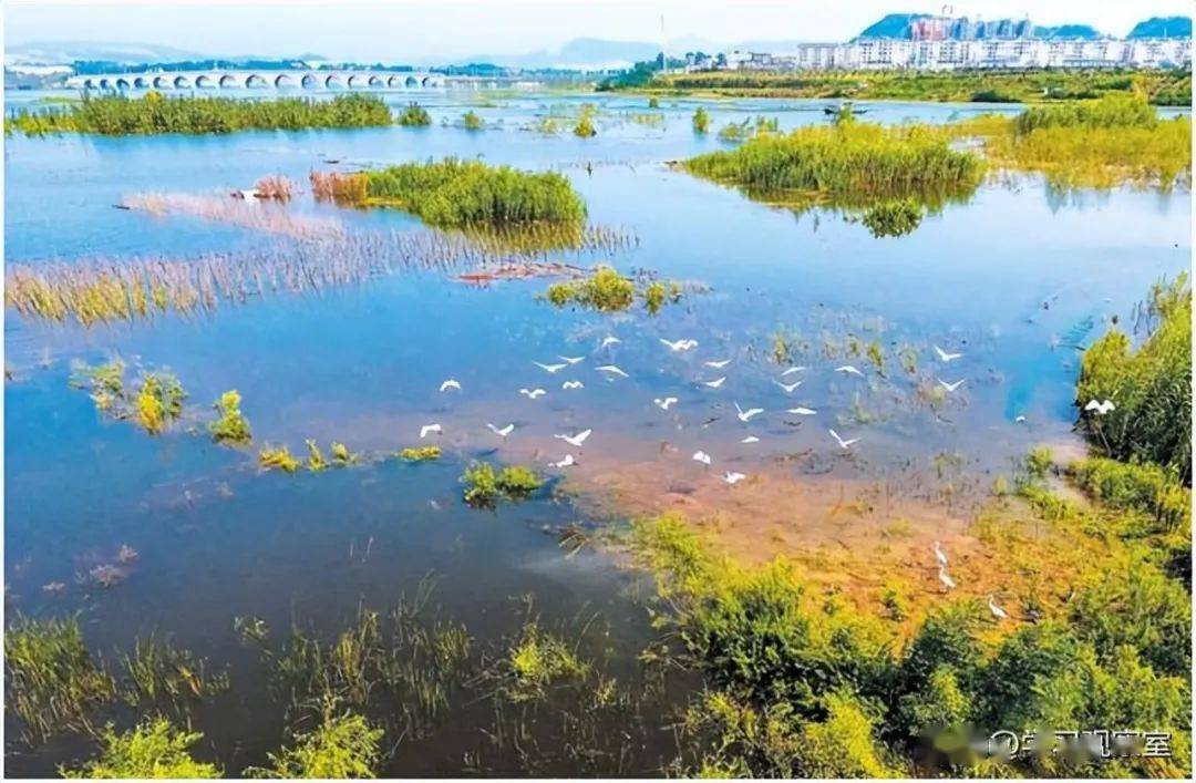 十堰这个国家湿地公园美翻了_郧阳_物种_世界
