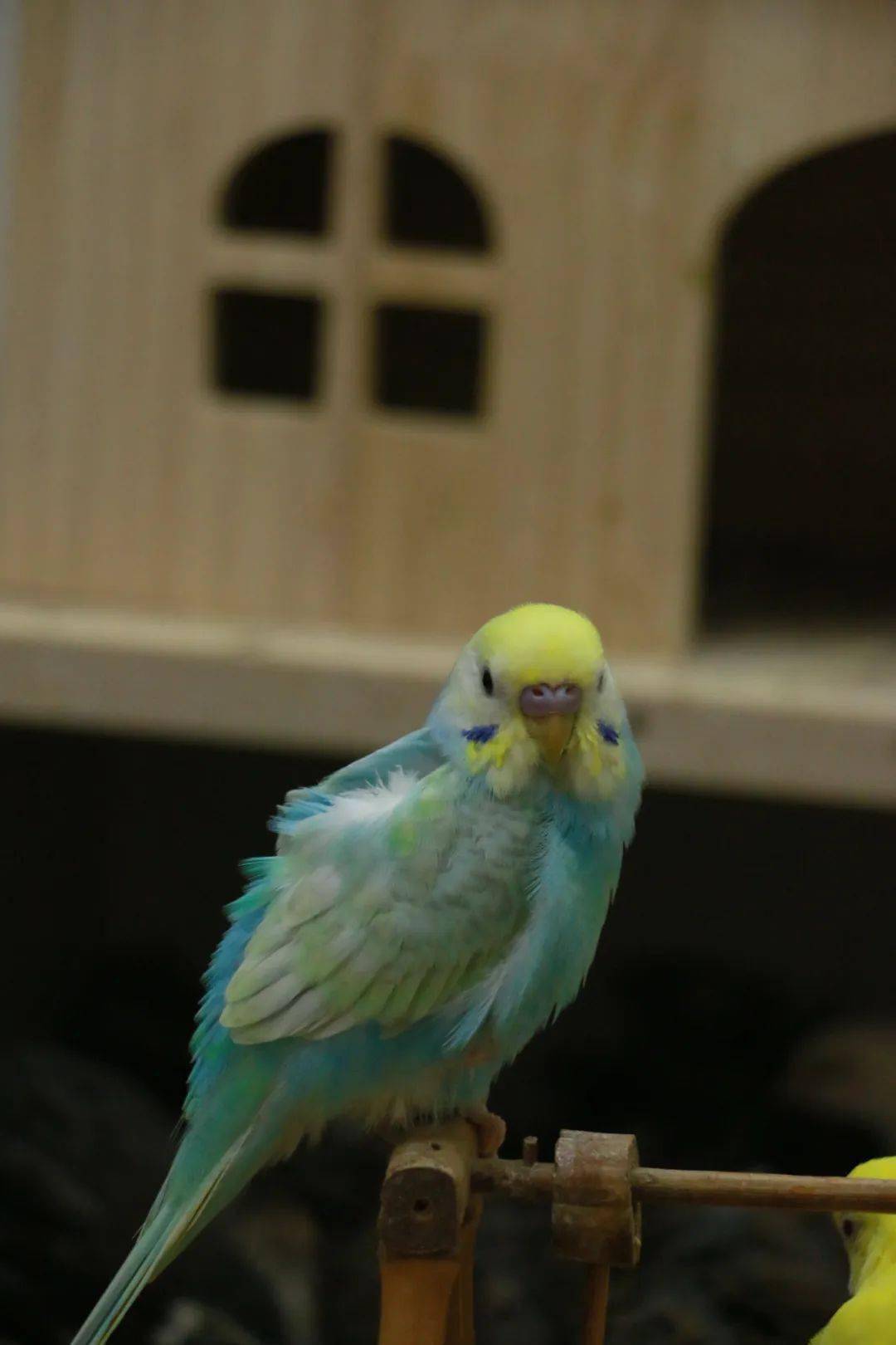 鹦鹉不要随便饲养，一不小心就会违法！_搜狐网