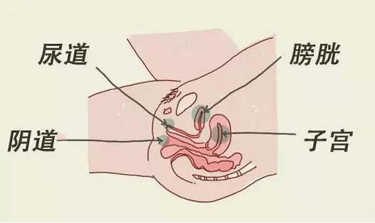 女性前列腺分泌图片