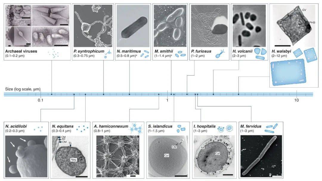Nature综述:古菌的细胞生物学_研究_微生物_环境