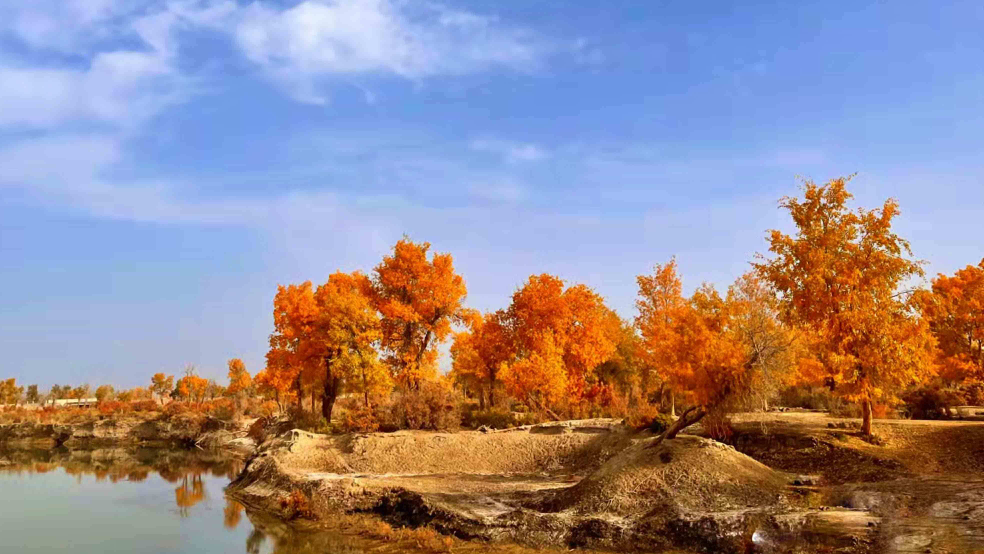 新疆库尔勒:水边胡杨 一路碧绿金黄_普惠乡_画卷_戈壁