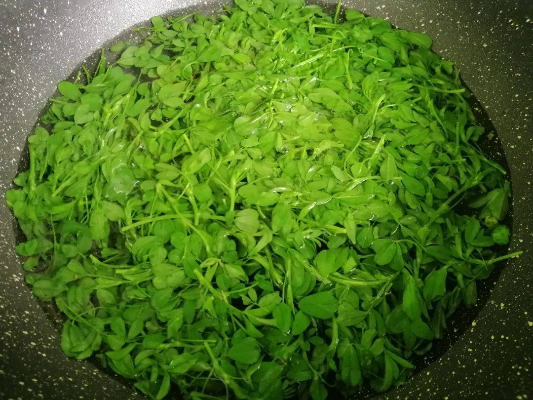 俗称"木心菜",最古老的野菜之一,又长出来了,配黄酒相当美味_苜蓿