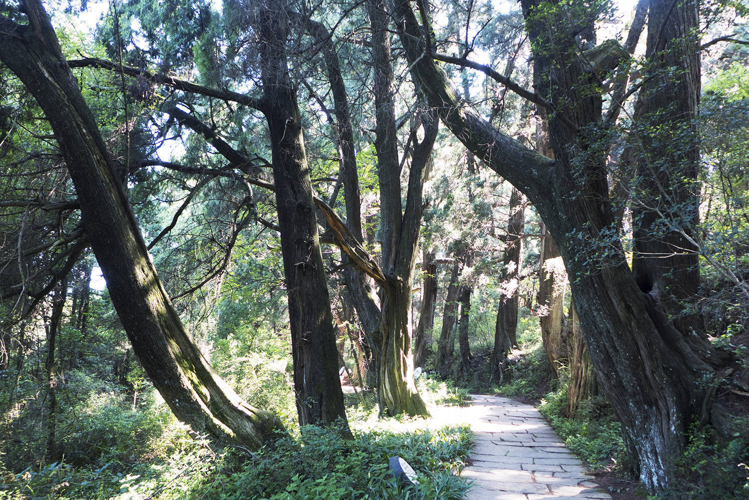 但见悲鸟号古木,雄飞从雌绕林间.又闻子规啼夜月,愁空山.