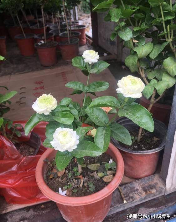 很值得入手的盆栽花 一年三季开花 漂亮又好养 一卉能熏一室香 植物 茉莉 花朵