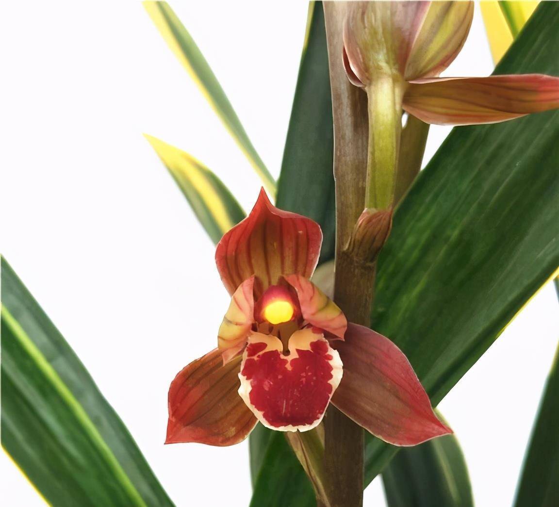 红神荷—最美的兰花,花色艳丽,矮小精悍,香味扑鼻,你值得拥有_叶片