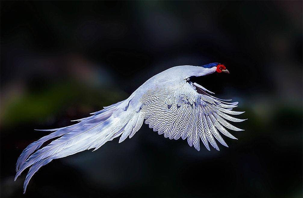 白鸾鸟图片