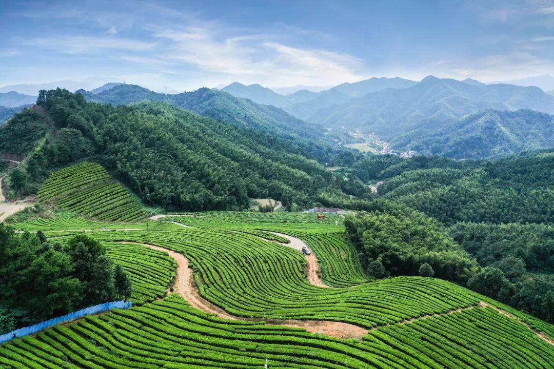 游安化,喝黑茶,享健康茶生活