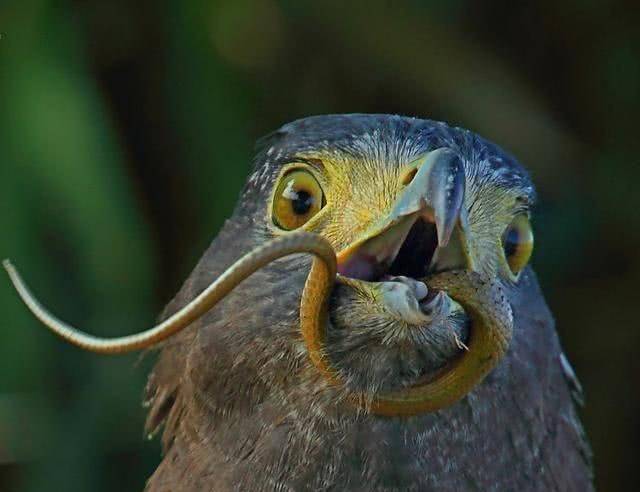 鸩鸟真的存在吗?其毒性有多强?为何只有晋朝皇帝最害怕它?