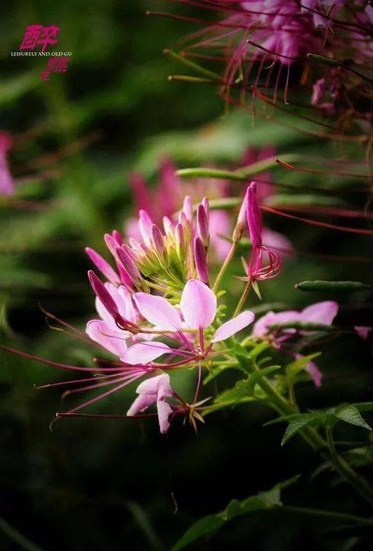 醉蝶花的花语和象征代表意义:神秘.醉蝶花:一年生草本植物.