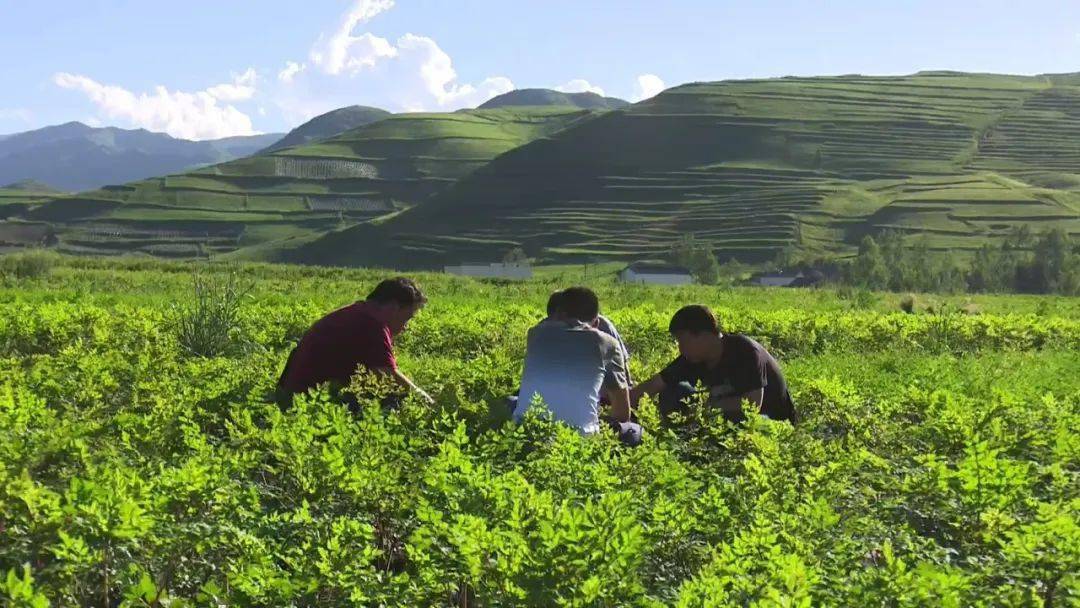 岷县闾井镇:发展乡村特色产业 拓宽群众增收渠道_精神_马铃薯_宣传