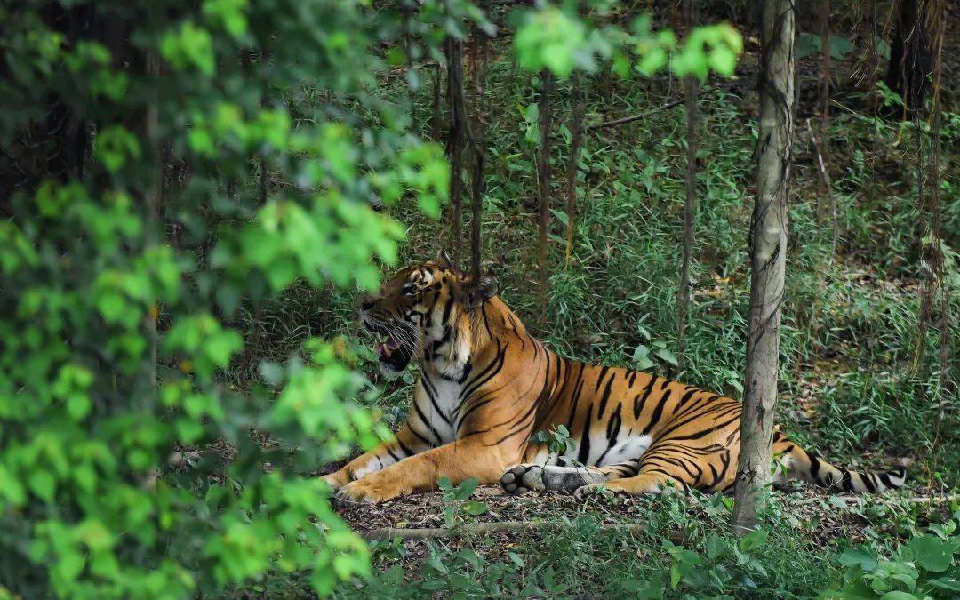 广东宏远队都不能抵挡韶关的萌虎～一起来get这些同款打卡点!
