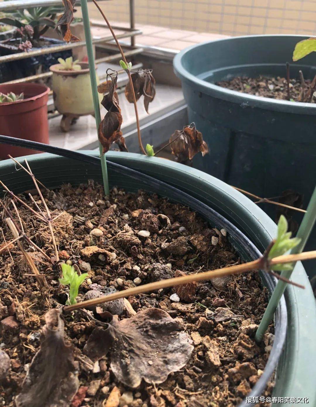 仙客来夏天会假死,千万别丢,秋天还能活过来!_叶子_休眠_叶片