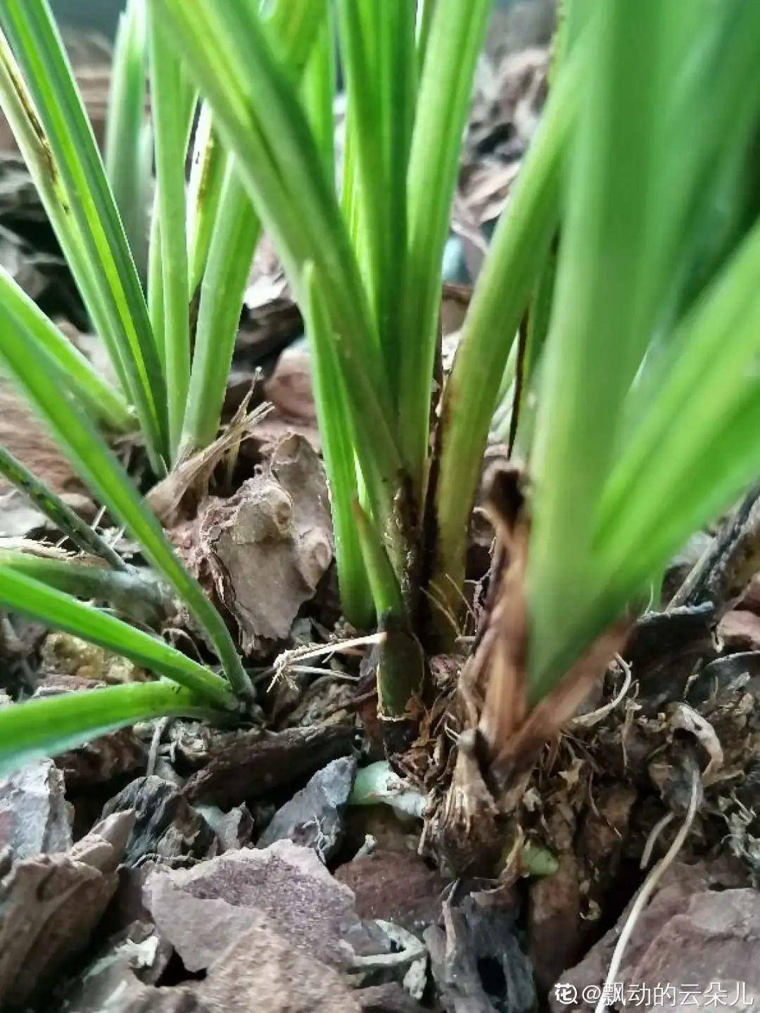 消毒_洋葱_草木灰